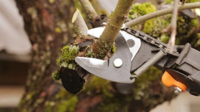 When to Trim Tree Branches