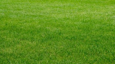 Colorant for Golf Courses